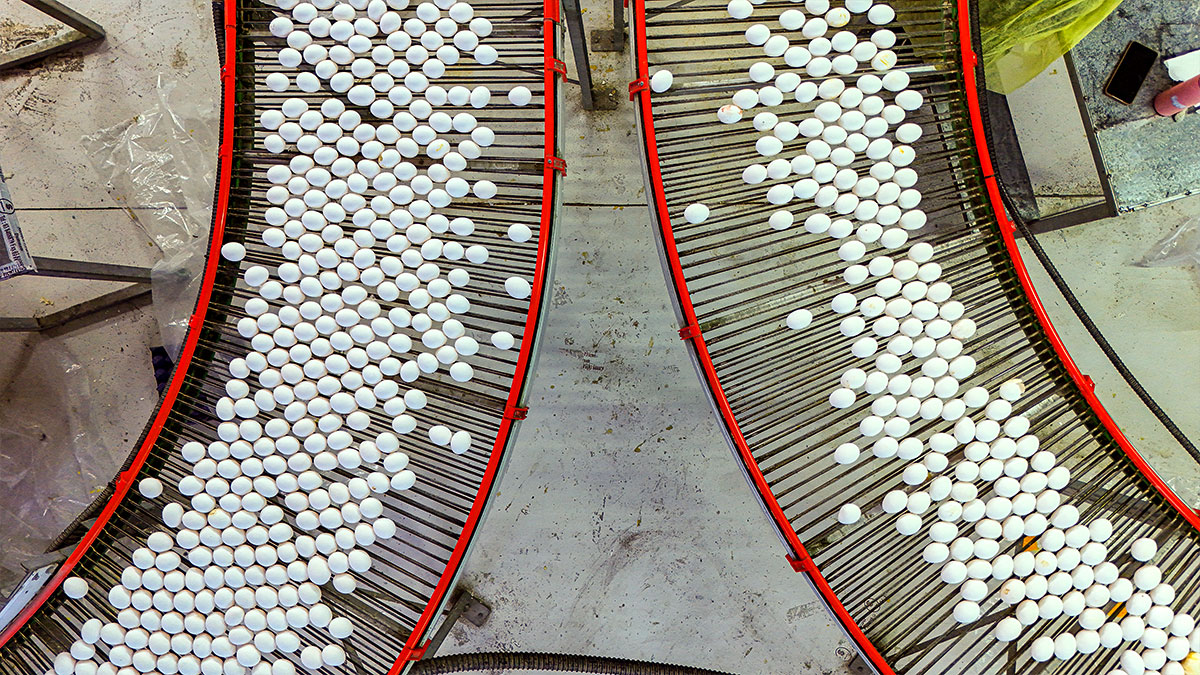 شركة الزيلعي للصناعات الزراعية المتنوعة المحدودة (زايلكو) - فرع السعودية